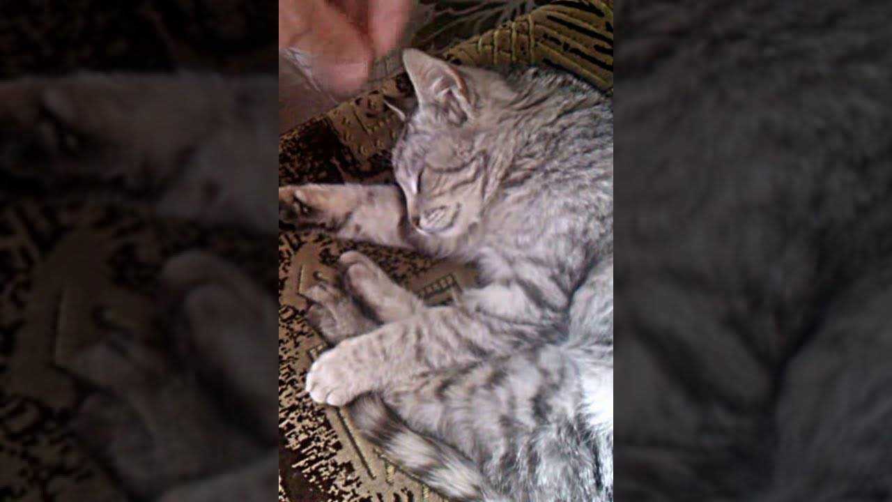 Кот плямкает
