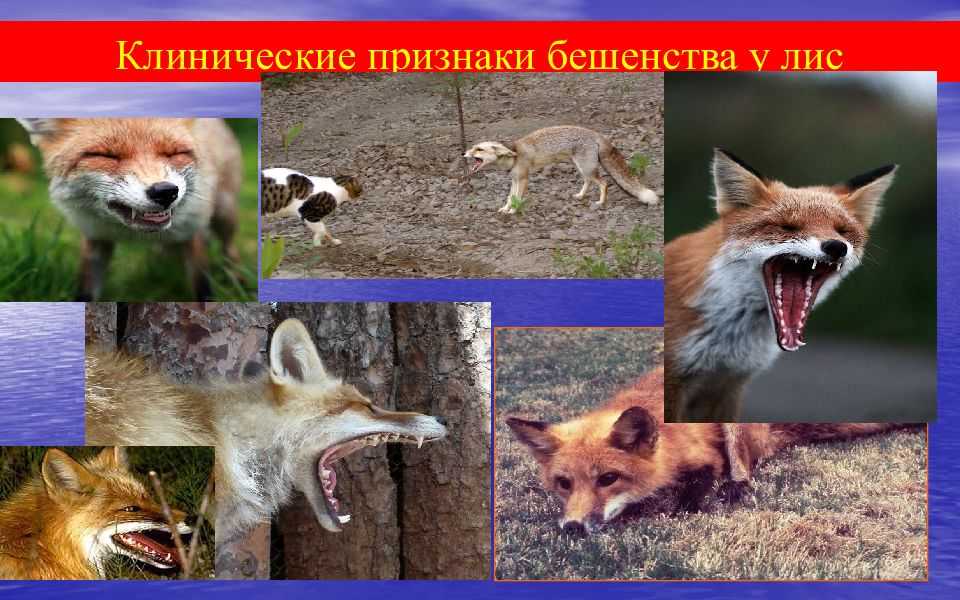К чему снится лиса: толкование сна по сонникам
к чему снится лиса: толкование сна по сонникам