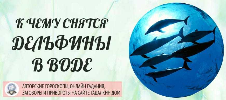 К чему снятся дельфины в воде: черные, белые, маленькие, дружелюбные, много, чистой, грязной, плавают, резвятся, спасать, кормить