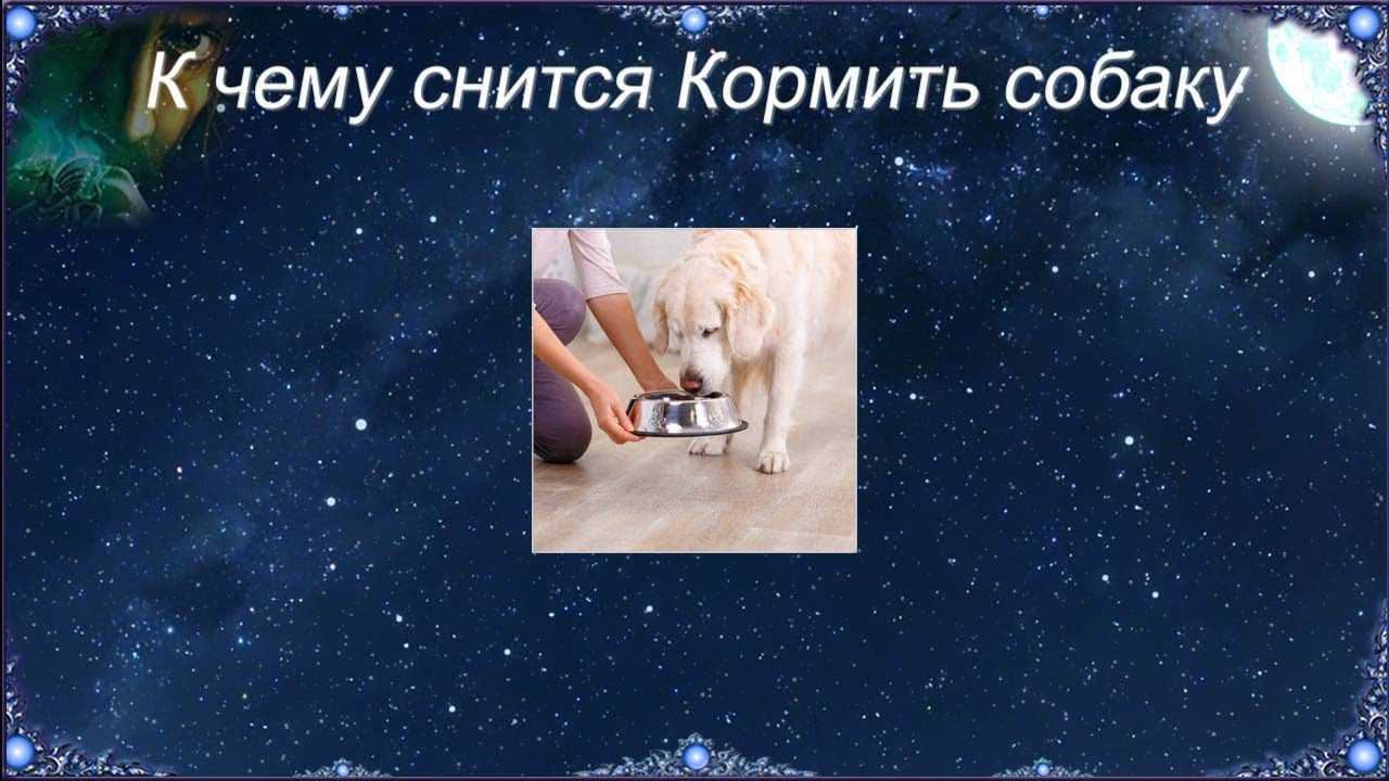 К чему снится собака: о чем нас хочет предупредить во сне четверолапый друг?  / к чему снится? / журнал calend.ru