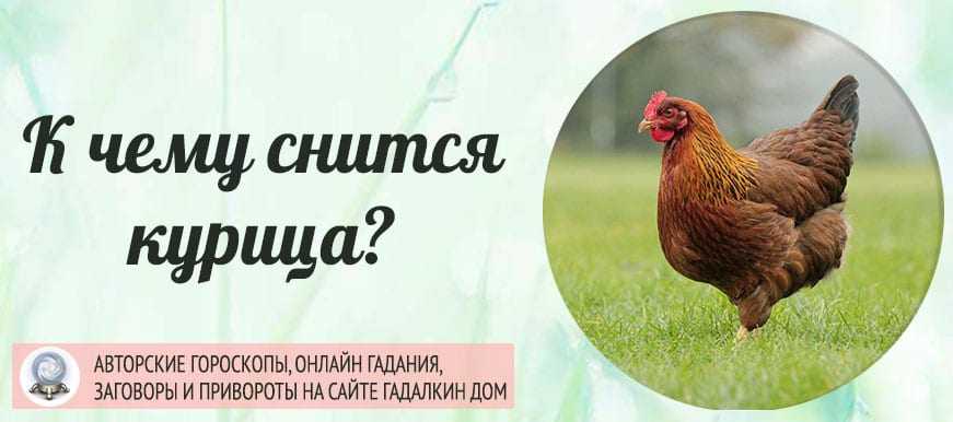 Сонник Есть куриные голени приснилось, к чему снится во сне Есть куриные голени Для выбора толкования сна введите ключевое слово из вашего сновидения в