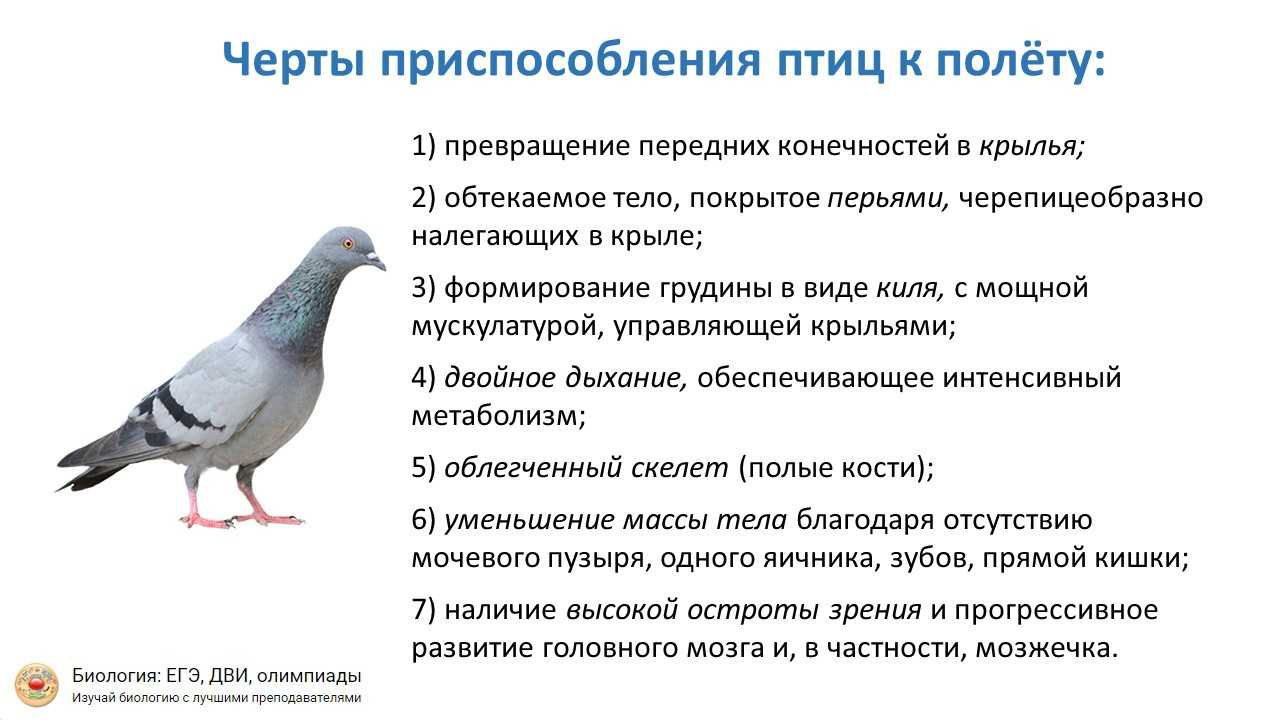 Разгадывание снов - как разгадать сон? о чем говорят сновидения (предсказание)