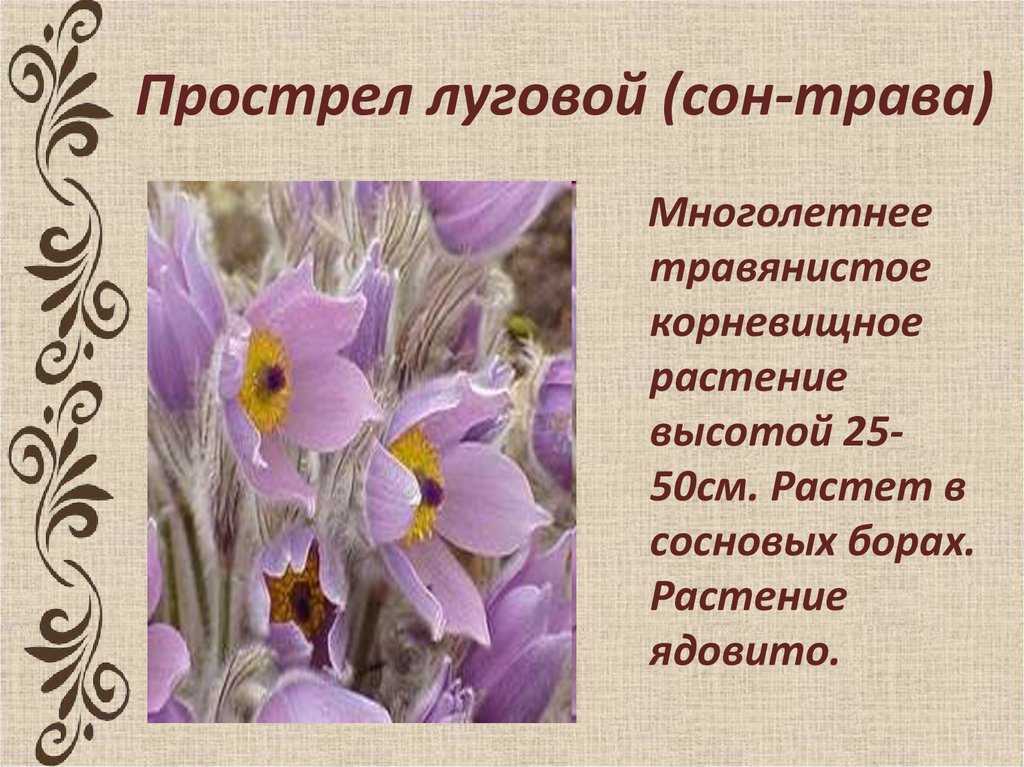 10 самых неприхотливых многолетних цветов. названия, описания, виды, фото — ботаничка
