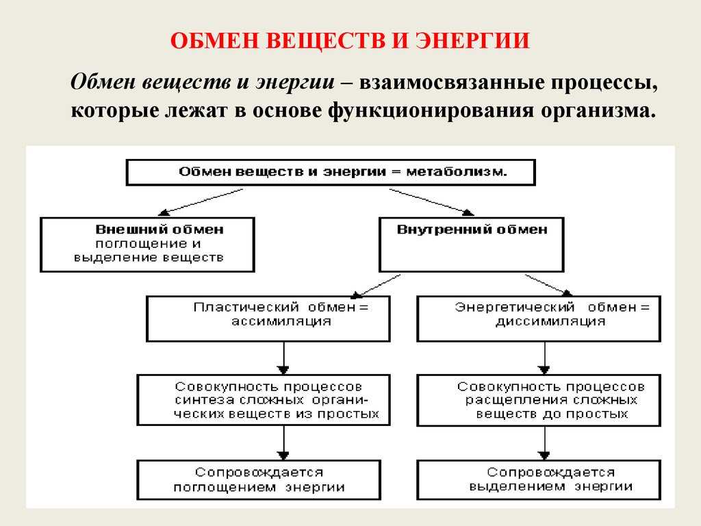 Запасающая функция углеводов: сущность и значение