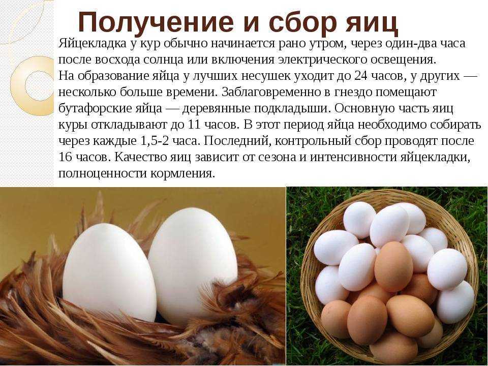 Приснились куриные яйца