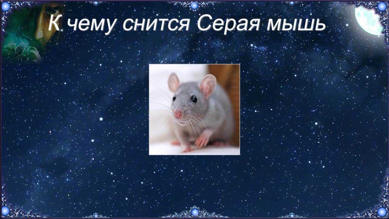 Мышь укусила 😫💤 снится.ру | самый полный сонник
