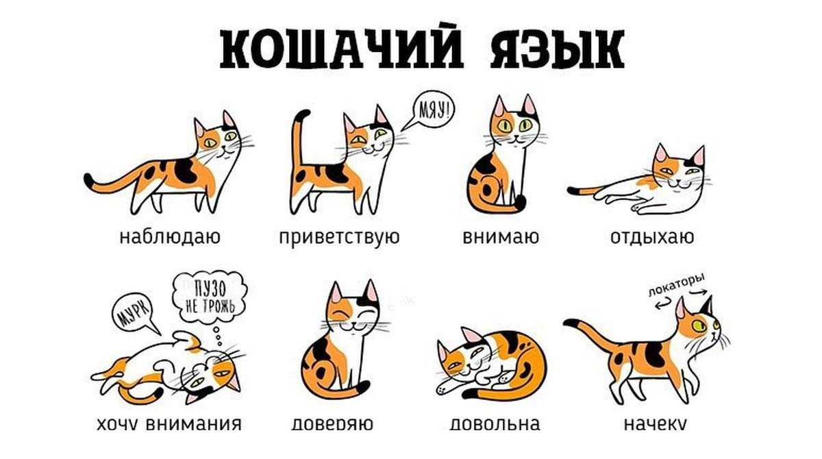 Причины по которым ваша кошка мяукает по ночам