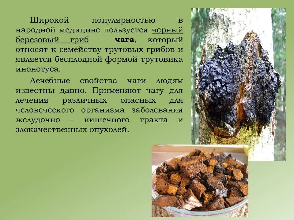 Гриб чага, трутовик (inonotus obliquus): информация, где растет, фото