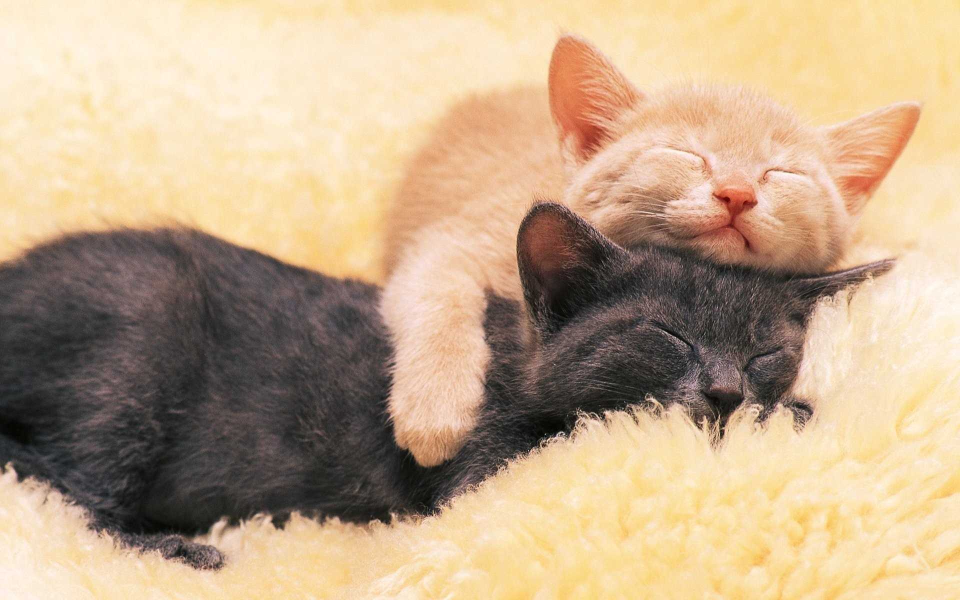 К чему снится беременная кошка 🐈 — толкования по 40 сонникам 📚: что означает для мужчины или женщины кормить, поить либо гладить во сне кошечку, которая беременна