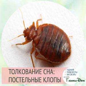 К чему снятся клопы. сонники про клопов во сне женщины