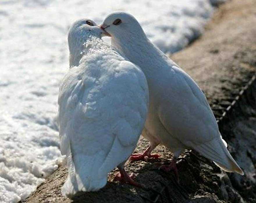 Приснились голуби