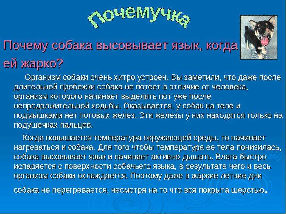Нормально ли, если собака часто дышит во сне