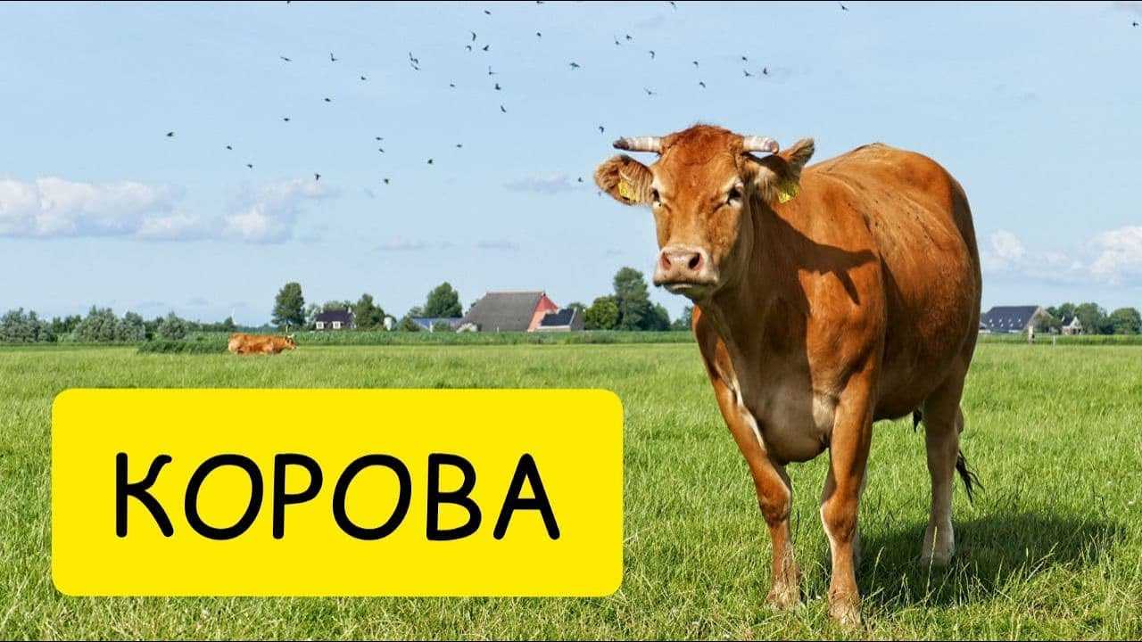 К чему снится корова - значение сна корова по соннику