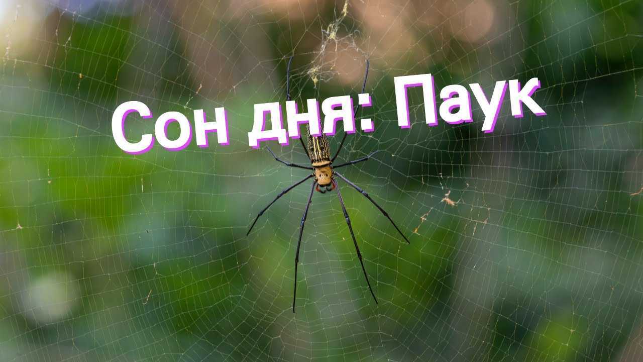 Что во сне означает паук? сонник: ядовитый паук, мелкие пауки, ловить паука, пауки в доме. толкование снов