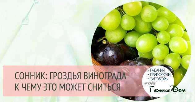 К чему снится женщине кушать виноград? сонник: есть во сне синий виноград, белый виноград, зеленый виноград - tolksnov.ru