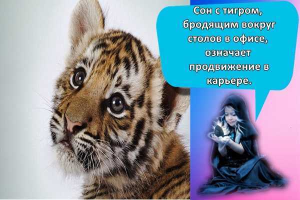 К чему женщине снится тигр - толкование сна
