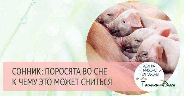 К чему снятся поросята мужчинам и женщинам: толкование того, что значит много маленьких и больших, чистых, грязных, черных, живых и мертвых, со свиньей и без нее