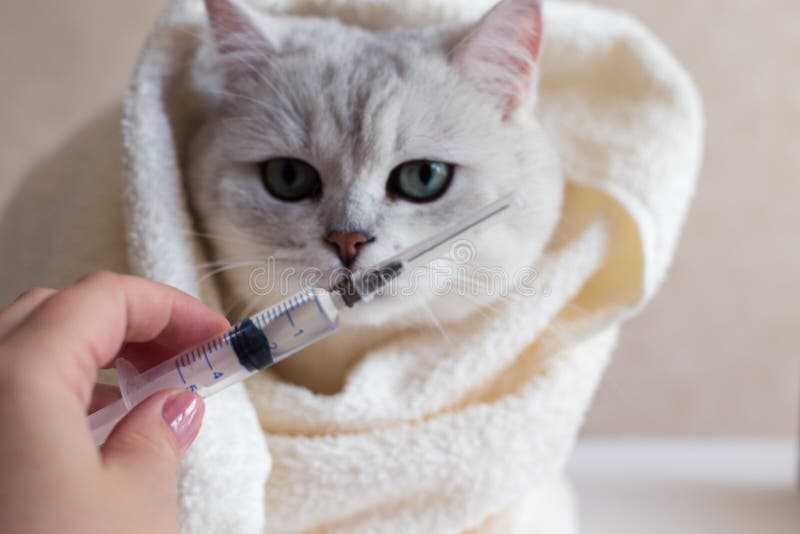 Кошка храпит во сне: что можно или нужно делать | звери дома
