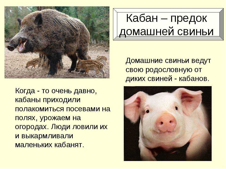 К чему снится свинья