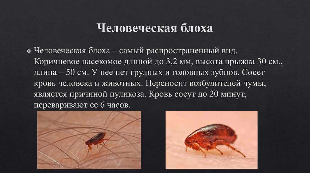 Блохи во сне: к чему снятся эти насекомые на собаке, трактовка различных сонников