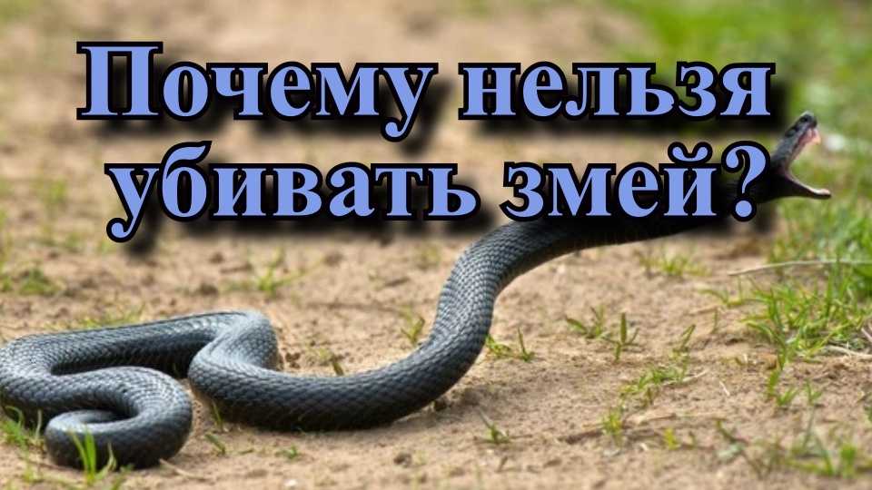 Отношение к змеям у людей неоднозначное Ктото их боится, а ктото боготворит Но если в обычной жизни со змеей можно и не встретиться, то во сне она может