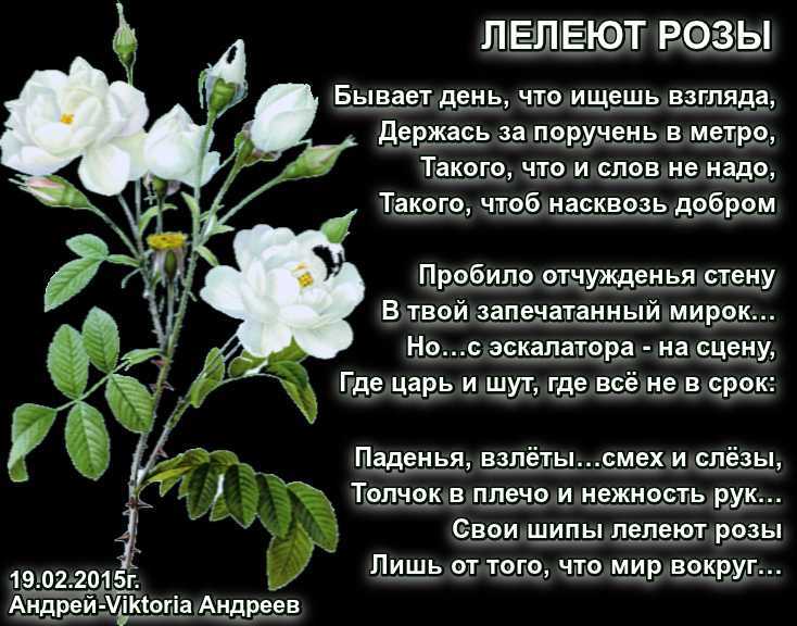 Желтые розы