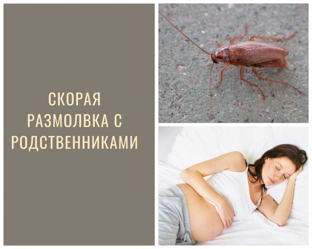 К чему снятся тараканы во сне женщине: замужней, незамужней, беременной, зрелой, девушке – толкование по сонникам