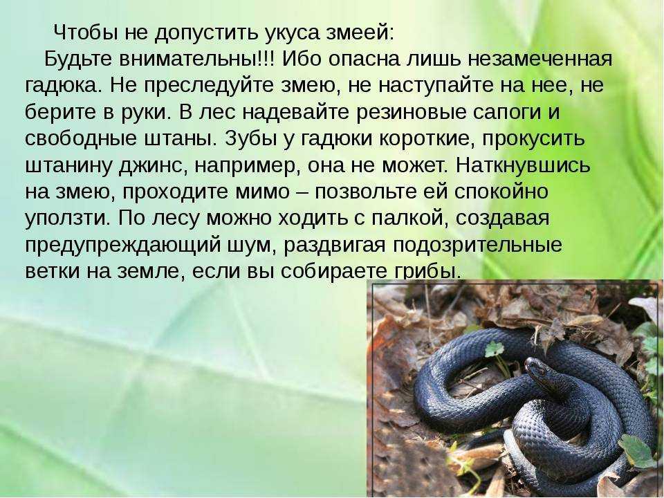 К чему снятся змеи? змея во сне - сонник милера, фрейда, ванги. полное толкование.