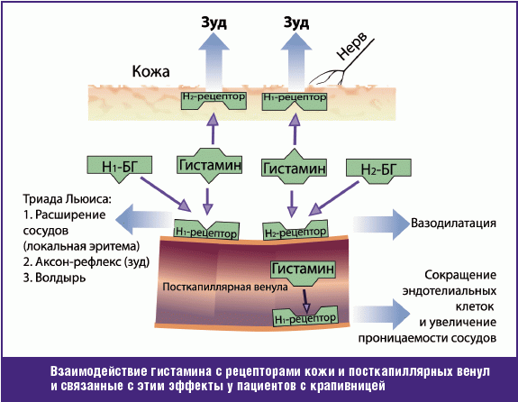 Биогенные амины. ингибиторы мао. антигистаминные препараты презентация