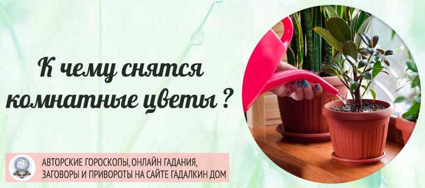 К чему снятся цветы в горшках: значение сна о цветущих или увядших комнатных растениях
