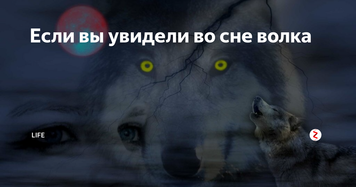 К чему снятся волки или собаки: что значит, если звери являются женщине или мужчине, нападают или кусают