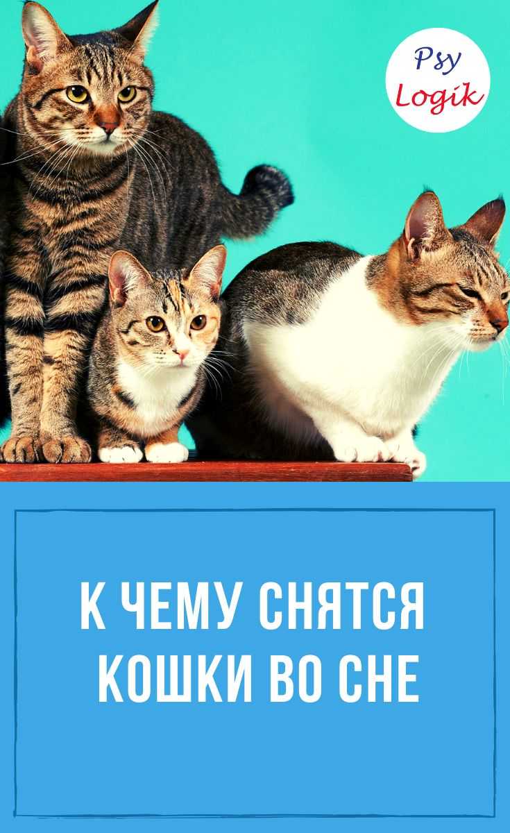 К чему снится кошка