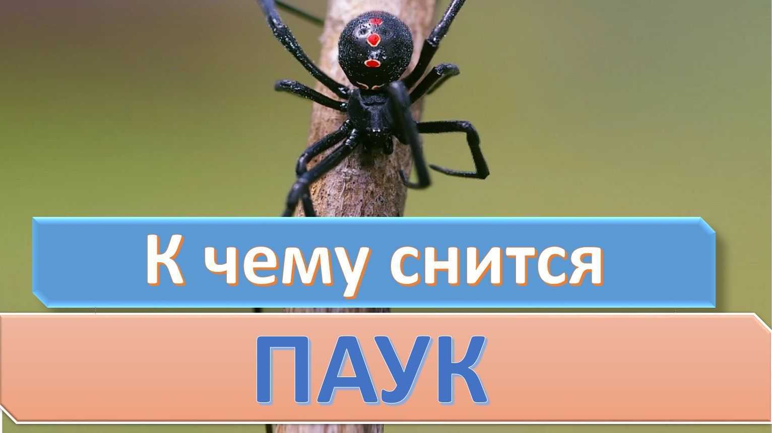 К чему снятся пауки — толкования из разных сонников