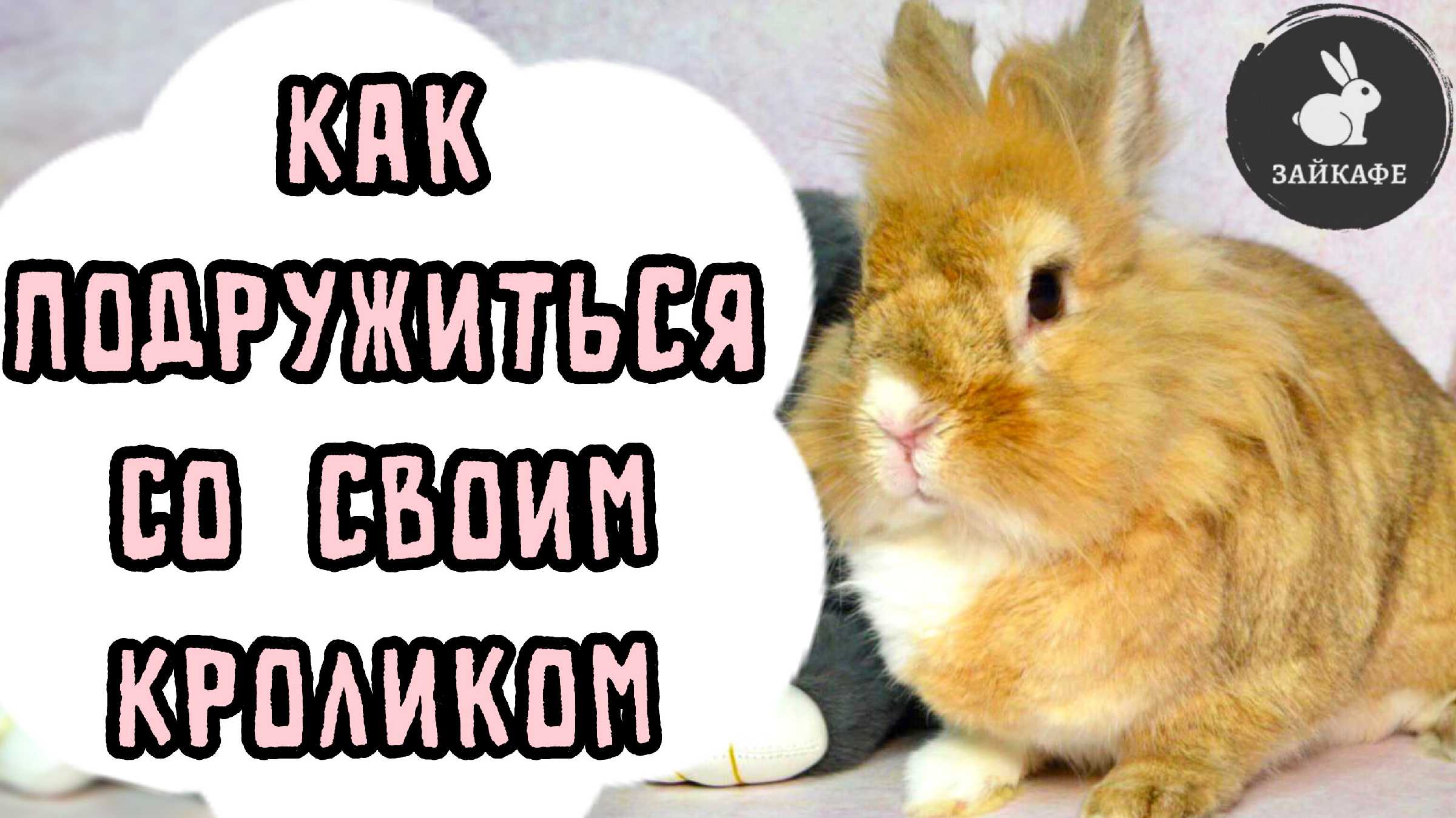 Толкование сна про кроликов: к чему они снятся