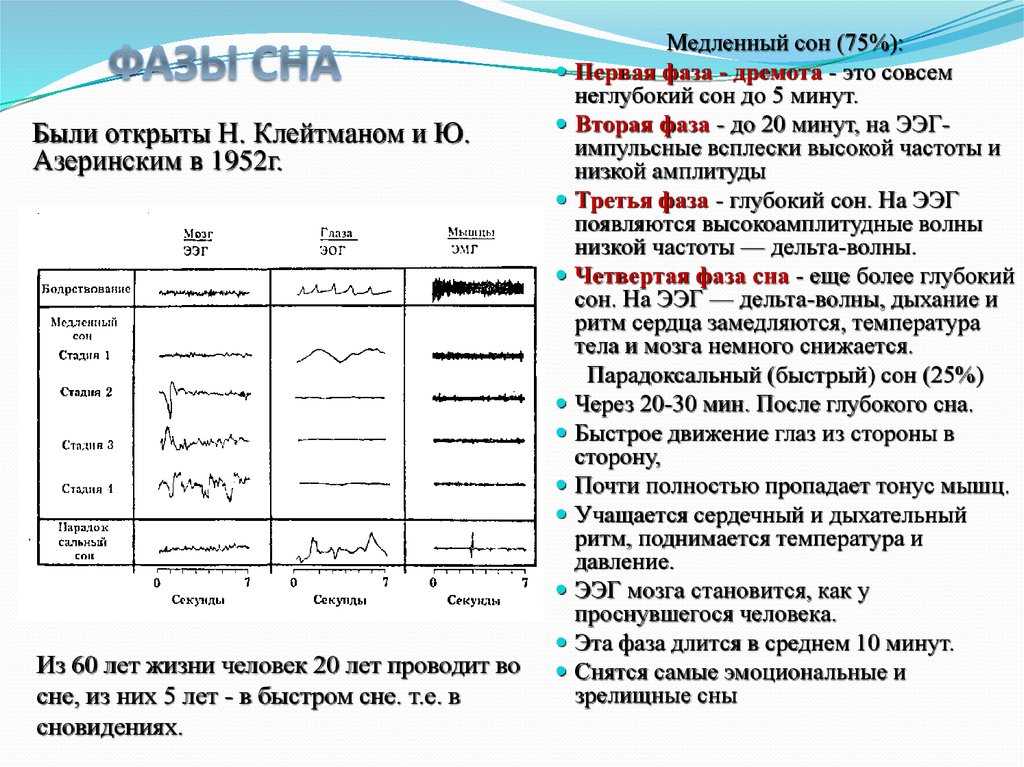 Фазы сна: их значение и влияние на здоровье человека