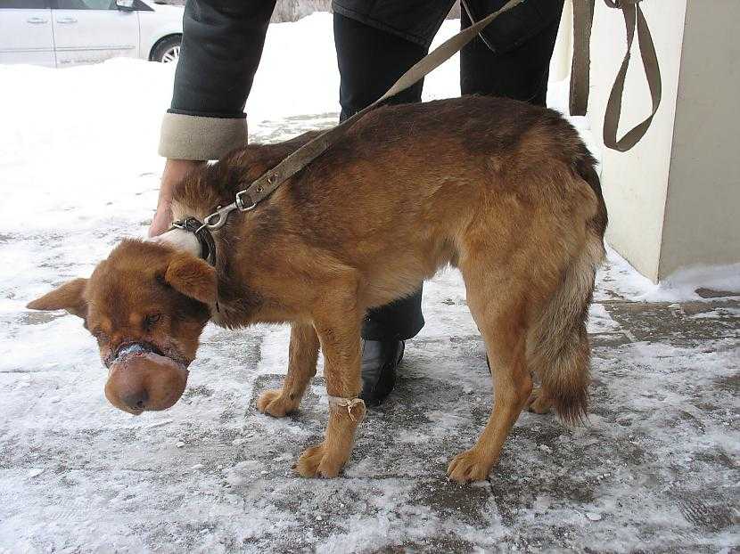 К чему снятся животные