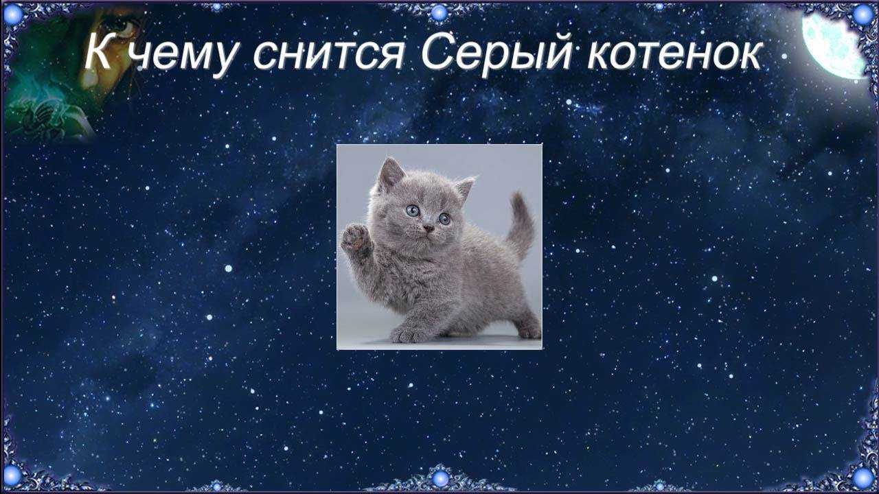 К чему снятся коты во сне женщине | сонник fortunamag