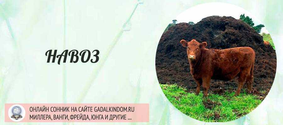К чему снится корова
