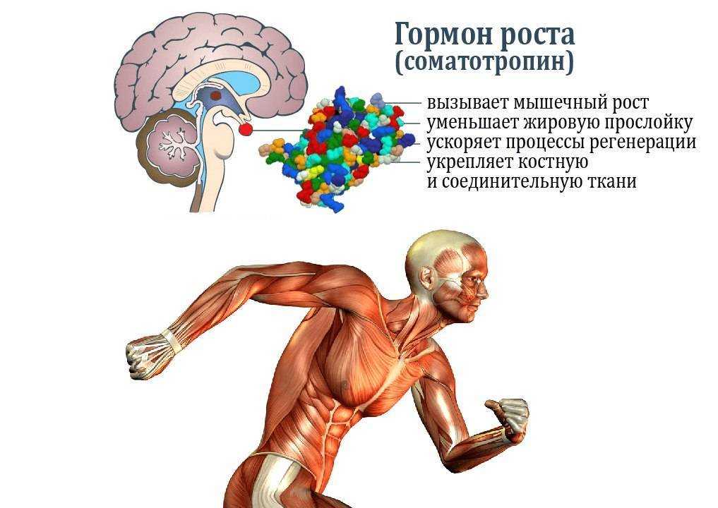 Данный курс гормона роста человека составлен в помощь начинающим атлетам для получения рельефной фигуры Дозировки и комбинации взяты из научной литературы,