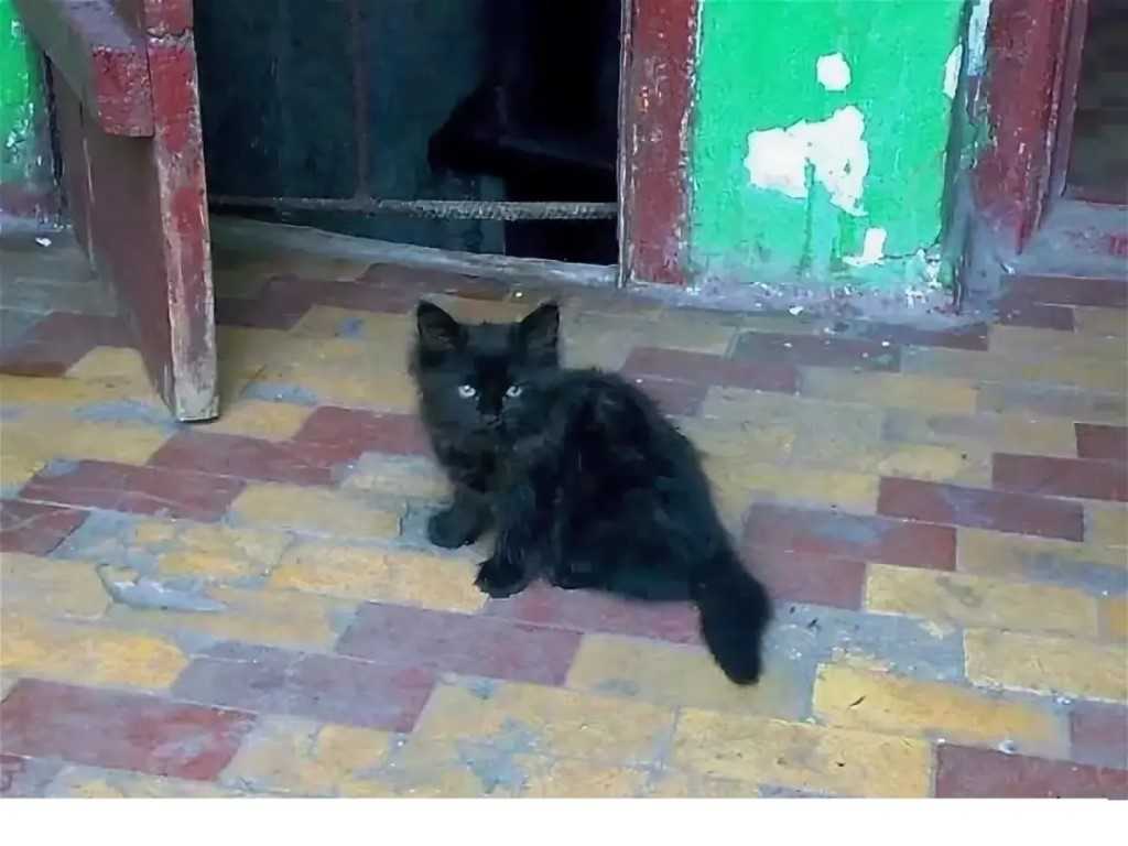 Сонник выгонять из дома чужих кошек