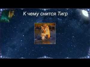 К чему снится тигр - значение сна тигр по соннику