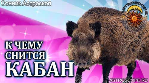 К чему снится дикий кабан: нападает или убегает, черный или белый зверь, толкование по сонникам