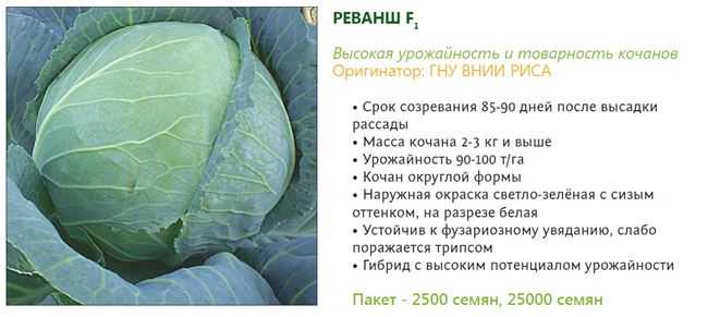 К чему снится капуста? сонник - капуста приснился во сне