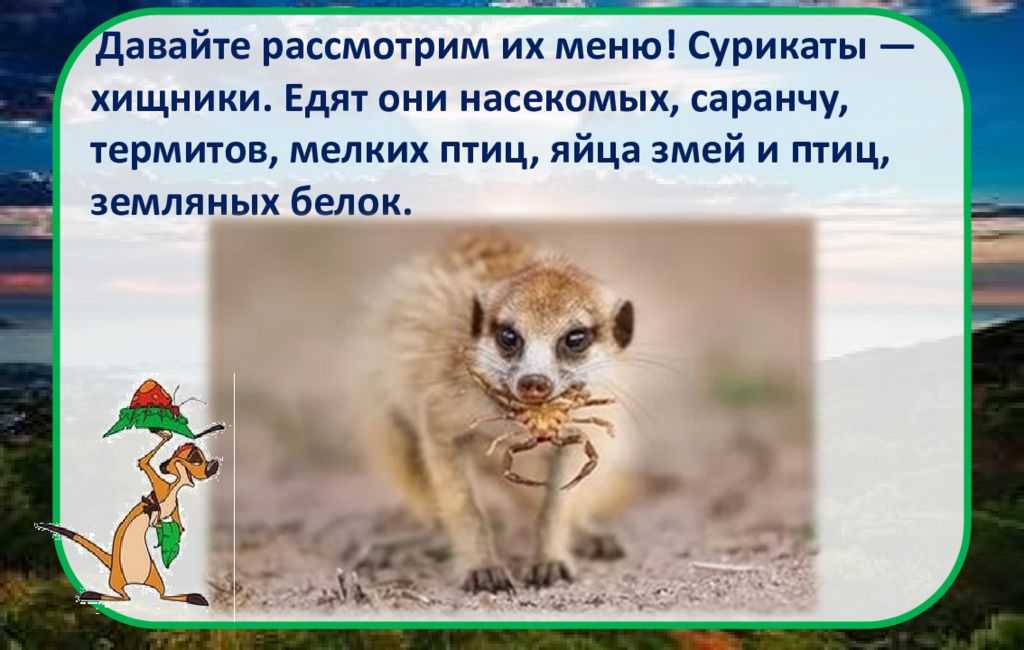 Сонник к чему снятся сурикаты