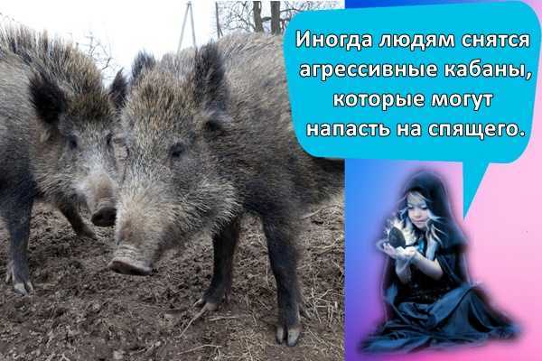 К чему снится дикий кабан женщине