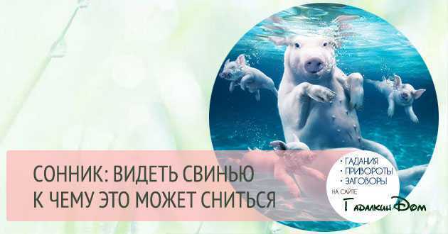 К чему снится зарезать свинью — резать поросенка во сне