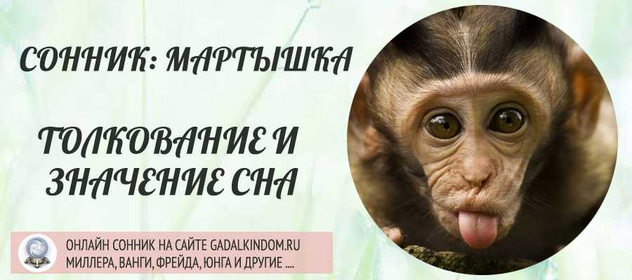 К чему снится обезьяна женщине: толкование сна, его значение и выбор сонника - tolksnov.ru
