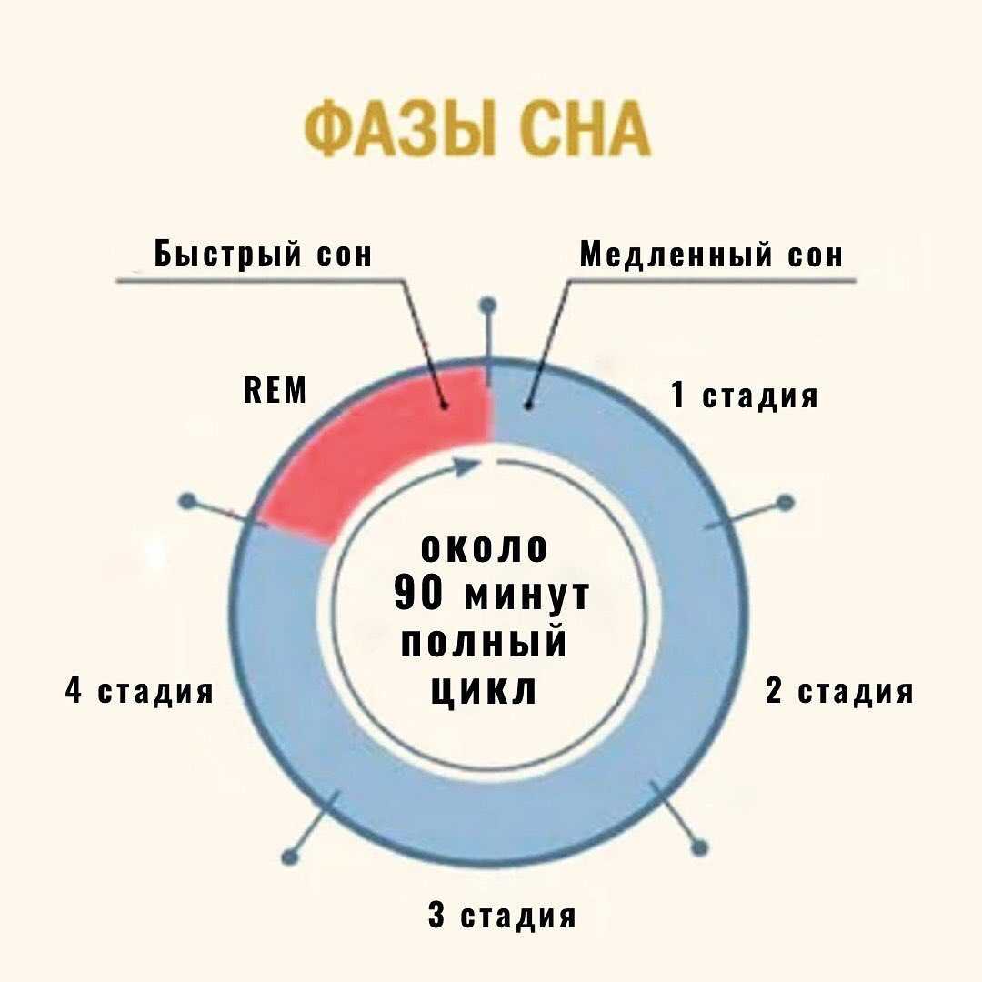 Фазы сна и их характеристика: глубокий и быстрый сон